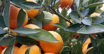 fonte: Slow Food Abruzzo