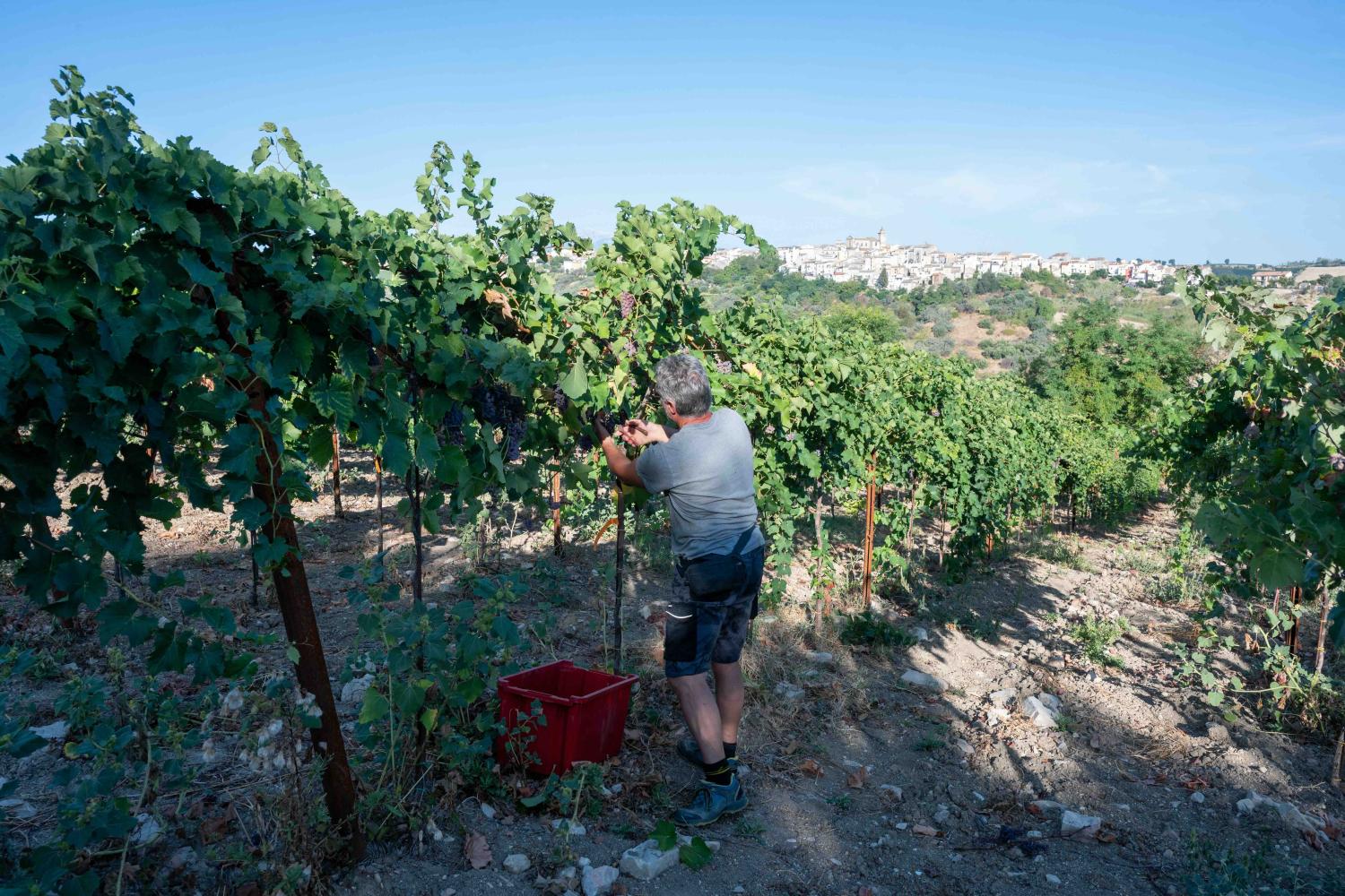 VIGNETO_SPERIMENTALE_CONSORZIO-14.jpeg